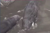Whales wash up on Japan beach after enormous 8.8-magnitude earthquake triggers tsunami