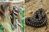 Brits issued urgent warning over invasion of deadly animals in holiday hotspot
