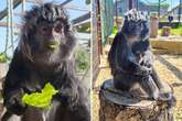 World's oldest one-eyed monkey tried to break out of UK zoo in bid for freedom