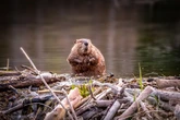 Beavers can save us from drought during blazing hot summers by building wetlands