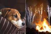 Top 10 dog breeds likely to be most stressed by fireworks as vet shares warning signs