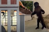 Fugitive monkey ‘burglar’ sparks chaos after raiding homes and terrifying residents 'for fun'
