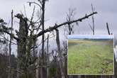 Eerie ghost forests 'poison' everything that enters – and they're everywhere