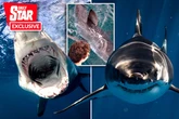 Great white sharks around Britain 'inevitable' after rare sighting in the Mediterranean