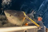 'Biggest great white shark ever' resurfaces - and could be near tourist hotspot
