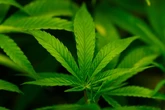 Town in Netherlands 'overwhelmed' by stench from nearby cannabis farm