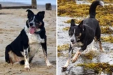 Deaf sheepdog Peggy learns sign language to allow her to keep doing the job she loves