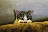 Star Paws: Five top tips to stop back-to-school chaos making your cat sick with stress