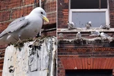 'Hooligan' psycho seagulls 'shower seaside town in s*** reeking of rotten fish'