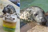 OIdest grey seal in 'human care' set for fishy birthday party as she turns 50 years old