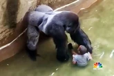 Boy dragged by Harambe in zoo enclosure went into hiding after watching gorilla die
