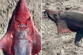 Pedestrians left in awe as an 'alien-like' creature washed up on shore