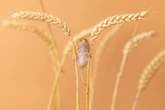 Harvest mouse weighing same as 2p coin snapped using 'wheats as stilts'