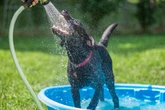 Vet says you should slather your cats and dogs in sun cream during heatwave