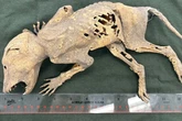 Mummified 'bloodsucking' creature found with 'human hands' - and no one knows what it is