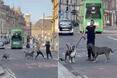 Fella scraps bloke with two XL bullies in city centre but doesn't care if he gets bitten