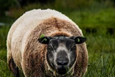 Sheeps farts could be banished forever as part of new anti-guff plot