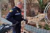 Man savaged by 'wolf dog' found clinging to fence in fear as beast taken to zoo