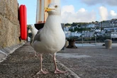 Man 'punches seagull for stealing food' as kids left upset over horror 'attack'