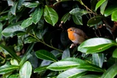 Optical illusion shows 'obvious' animal but people can't agree on what it is