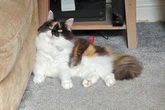 The perfect cat products for a fussy cat – from Katkin's fresh food to Petlibro's fountain