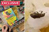 Teacher disgusted to find 'beetle' wriggling around luxury £5.50 ready meal