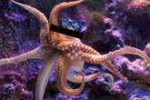 Man wrapped up in sick octopus sex scandal had video that 'threatened a human's life'