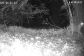 'large' animal sighted in UK as bloke claims 'it's a big cat'