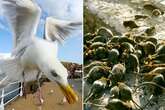 Psycho seagulls are distracting authorities from the bigger pest problem of giant rats, it's claimed