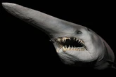 Real-life 'alien' shark from dinosaur era filmed alive for first time in deep sea