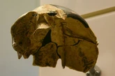 Man finds 300,000-year-old skull unlike any human species we have ever seen