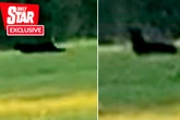 'Beast of Durham' spotted in UK as experts brand evidence 'extremely compelling'