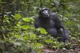 Scientists baffled as chimps spotted setting up forest hospital to treat each other
