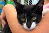 Blundering bank robber hands cashier a tiny stolen kitten before demanding cash