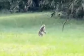 Escaped monkey from tribe that 'has own democracy' spotted heckling and 'walking like human'