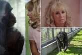 Man comes home to find wife breastfeeding chimp – she said she 'did what came naturally'