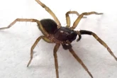 Rare spider spotted in the UK 40 years on from last sighting