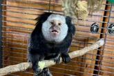 Monkey found in conservatory promised girlfriend far from wild streets of Wolverhampton