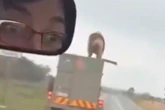 Escaped lion stands on roof of trailer speeding down 60mph road as motorists watch in horror