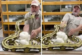 Massive python bites zookeeper's face for trying to take eggs in heart-stopping video