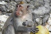 Girl, 12, mauled by vicious monkey as it sinks teeth into her neck on holiday