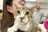 Adorable rescue cat breaks Guinness World Record with 'unbelievable' 28 toes