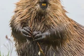 Beaver lovers secretly releasing them under the cover of darkness are doing ‘God’s work’