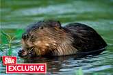 Beaver lovers issue damning response to farmers after rodent 'right to kill' threat