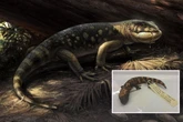 Mysterious 'mound-headed Goblin Prince' that roamed earth with dinosaurs discovered
