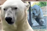 'Saddest' polar bear caught on camera 'salivating' at zoo but keepers insist he's 'fine'