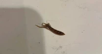 'I found beast in my hair after sleeping in basement – its amputated legs were moving'