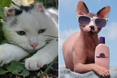 Vet urges pet owners to do one thing for their pet as nation hits 30C this week