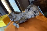 Mummified cat 'guarded dead King' from evil spirits for years