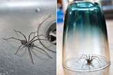 House spiders have been crowned the UK's most terrifying bug by Brits